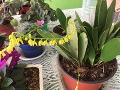 Pleurothallis quadrifida