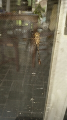 Gomphaeschna antilope