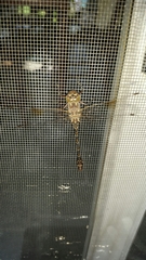 Gomphaeschna antilope