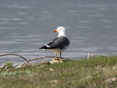 Larus armenicus