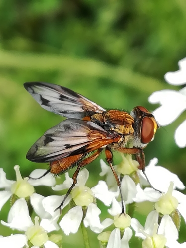 Ectophasia crassipennis nuotrauka