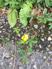 Potentilla reptans