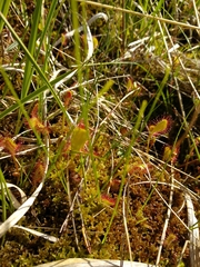 Drosera