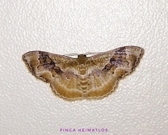 Leptostales adela
