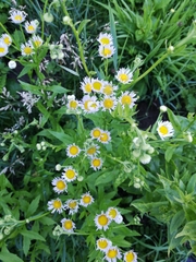Erigeron annuus