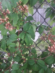 Parthenocissus quinquefolia