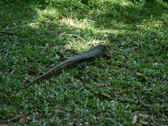 Dracaena paraguayensis