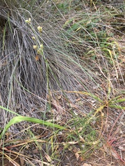 Lomatium caruifolium