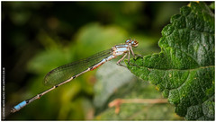 Acanthagrion lancea