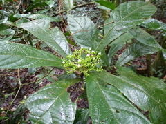 Premna hispida