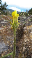 Linaria saxatilis