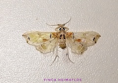 Neoleucinodes