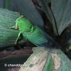 Chremistica ochracea