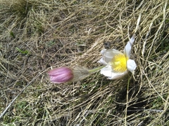Pulsatilla vernalis