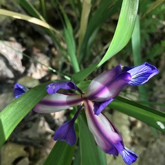 Iris graminea