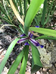 Iris graminea