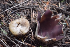 Sarcosphaera coronaria