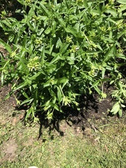 Lithospermum officinale
