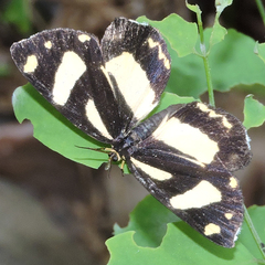 Psychostrophia melanargia