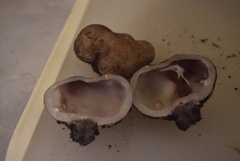 Sarcosphaera coronaria