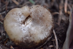 Sarcosphaera coronaria