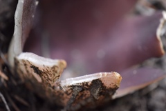 Sarcosphaera coronaria