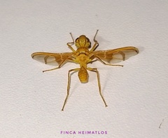 Lochmostylia borgmeieri