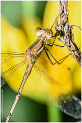 Lestes undulatus