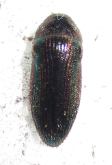 Acmaeodera foudrasi surcoufi