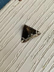 Hypena abalienalis