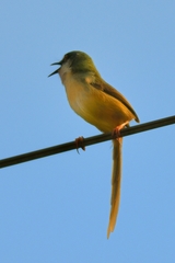 Prinia flaviventris