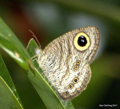 Ypthima horsfieldii humei