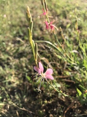 Oenothera sinuosa