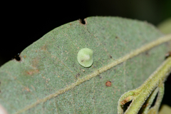 Paracraspis guadaloupensis