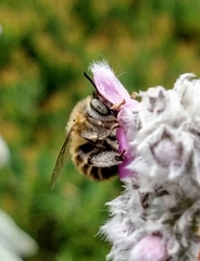 Anthophila