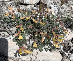 Acmispon mearnsii