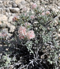 Eriogonum ripleyi