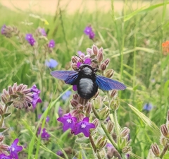 Xylocopa