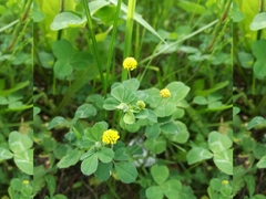 Medicago lupulina