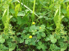 Medicago lupulina