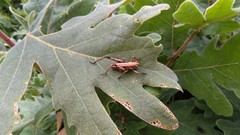 Antaxius