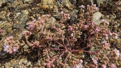 Sedum pedicellatum
