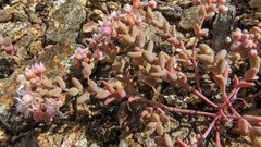 Sedum pedicellatum