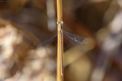 Lestes ochraceus