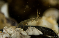 Phtisica marina