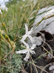 Dianthus lumnitzeri