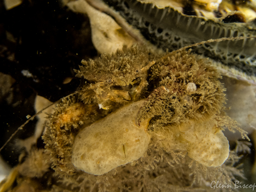 Hairy Porcelain Crab, photo 3 of 10