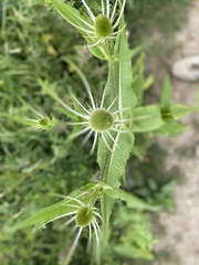 Dipsacus fullonum
