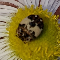 Anthrenus isabellinus