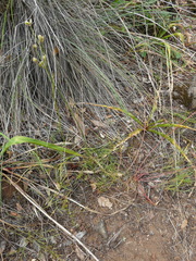 Lomatium caruifolium